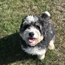 Briggs - Bernedoodle