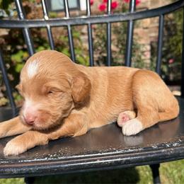 Hannah - Red female Pyredoodle puppy in Bowling Green, Ohio from FDF Pyredoodles & Bernedoodles