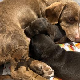 Dachshund and English Springer Spaniel Puppies from Clucking Homestead Springers & Dachshunds