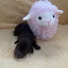 Ginger - Chocolate female Dachshund puppy in Humphreys, Missouri from Foster’s Dachshunds