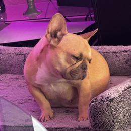 Glinda - French Bulldog
