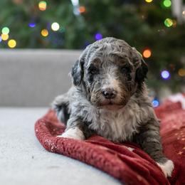 Samwise - Family Raised - Blue merle male Bernedoodle puppy in Eureka, Illinois from Joley Aire Family Dogs