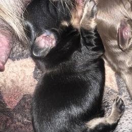 Prianiki - Black and cream female Dachshund puppy in Huntington, Texas from Camacho_Dachshunds