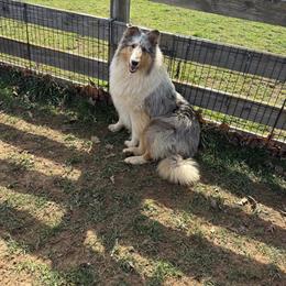 Collie puppies from KLW Farm