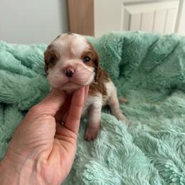 Girl 1 - Blenheim female Cavalier King Charles Spaniel puppy in Honeyville, Utah from Mike and Brandice Brown Performance Animals