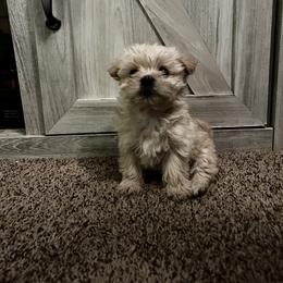 Girl 3 - White and tan female Morkie puppy in Madelia, Minnesota from Prairie Farms