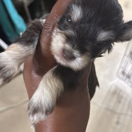 Female C - Parti female Miniature Schnauzer puppy in Pearland, Texas from K & S Schnauzers