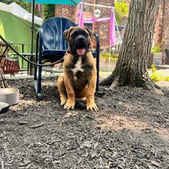 Peaches - Fawn female Boerboel puppy in Callicoon, New York from Southern Pride Boerboels