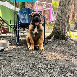 Peaches - Fawn female Boerboel puppy in Callicoon, New York from Southern Pride Boerboels