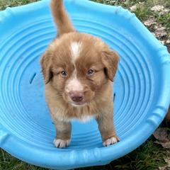 Nova Scotia Duck Tolling Retriever Puppies from Juniper Tollers