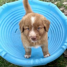Nova Scotia Duck Tolling Retriever Puppies from Juniper Tollers