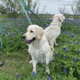 Golden Retriever All Grown Up from Amberidge Golden Retrievers