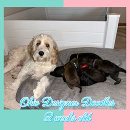 Double Doodle and Goldendoodle Puppies from Ohio Designer Doodles