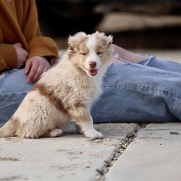 Australian Shepherd, Miniature American Shepherd, Miniature Australian Shepherd, and Toy Australian Shepherd Puppies from Painted Blue Aussies