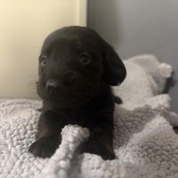 Jasmine - Brindle female Dachshund puppy in Dinwiddie, Virginia from White Oak Kennels