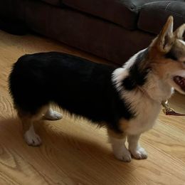 Tully - Pembroke Welsh Corgi