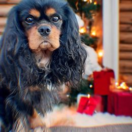 Cavalier King Charles Spaniel puppies from Kristin’s cavaliers