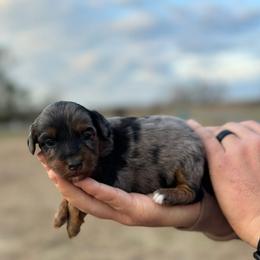 Black collar - Blue merle female Aussiedoodle puppy in Fairmount, Georgia from Muscadine Meadows Farm