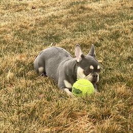 French Bulldog Puppies from QueenBFrenchies