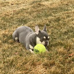 French Bulldog Puppies from QueenBFrenchies