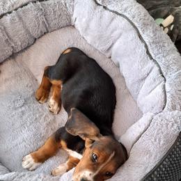 Basset Hound and Dachshund Puppies from V's Southern Angels