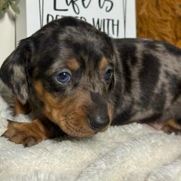 Austin - Dapple male Dachshund puppy in Gerber, California from Red Dirt Doxies