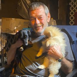 Dachshunds and Pomeranians from Teeny Tiny Puppy Tails