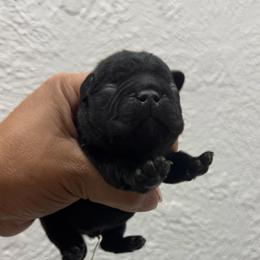 Inky - Black male French Bulldog puppy in Porter, Texas from Whatabulldog