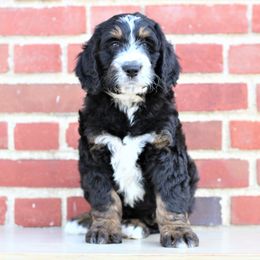 Bernedoodle Puppies from Richardville Hunde