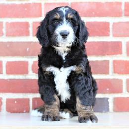 Bernedoodle Puppies from Richardville Hunde