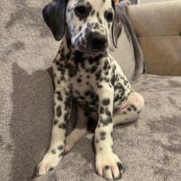 Dalmatian Puppies from Storm & Blue's Dalmatian Pups