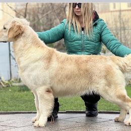 Coba - Golden Retriever