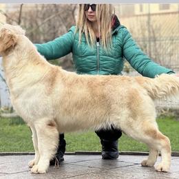 Coba - Golden Retriever