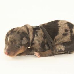 Forest - Black Collar - Blue merle male Australian Shepherd puppy in Placerville, California from BFF Aussies