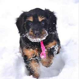 Pink girl - Phantom female Bernedoodle puppy in Waukesha, Wisconsin from Bernedoodle Boutique (and Cavapoos)