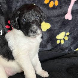 Cupid - Aussiedoodle puppy from Champion Farms Doodles