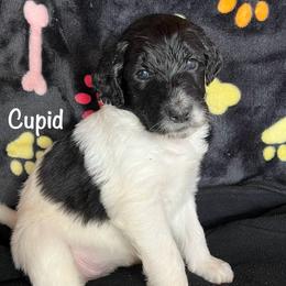 Cupid - Aussiedoodle puppy from Champion Farms Doodles