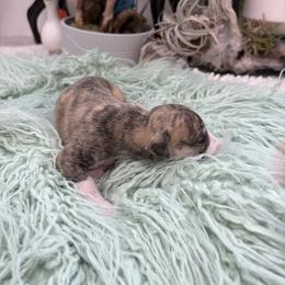 Nova - Fawn brindle female Whippet puppy in Fort Myers, Florida from Rainbow Whippets