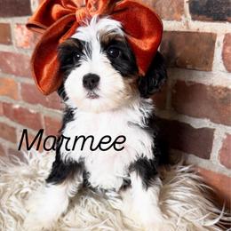 Marmee - Tri-color female Bernedoodle puppy in Snohomish, Washington from Refined Doodles