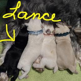 Lance - Black and silver male Miniature Schnauzer puppy in Carriere, Mississippi from Pea Patch Schnauzers