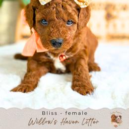 Bliss - Red  female Goldendoodle puppy in Atlanta, Georgia from Teddy Puppies