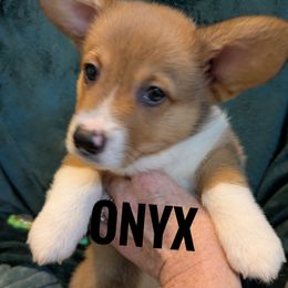 Onyx - Red male Pembroke Welsh Corgi puppy in Berkeley Springs, West Virginia from Hummingbird Farm