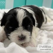 Pebbles - Black and white male Shorkie puppy in Scottsdale, Arizona from Lil Luxe Pups