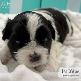 Pebbles - Black and white male Shorkie puppy in Scottsdale, Arizona from Lil Luxe Pups
