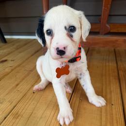 Amber - White and black female Dalmatian puppy in Bremen, Georgia from Clark’s Dalmatians