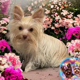 Blondie - Yorkshire Terrier