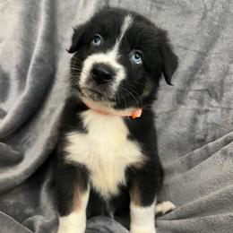 Gunther Male-1 - Black tri-color male Australian Shepherd puppy in Mena, Arkansas from Fat-Bottom Farms