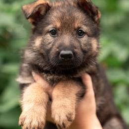 Ophelia - Sable female German Shepherd puppy in Berwick, Maine from Vom Rindahaus Shepherds