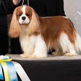 Austin - Cavalier King Charles Spaniel