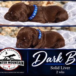 Dk blue - Liver male German Shorthaired Pointer puppy in Dahlonega, Georgia from Pointer Mountain Bird Dogs
